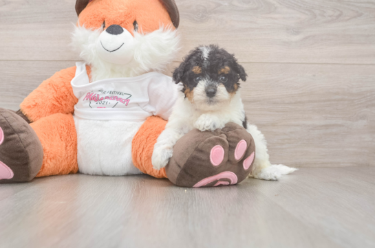 Best Poochon Baby