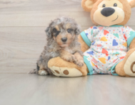 7 week old Poochon Puppy For Sale - Pilesgrove Pups
