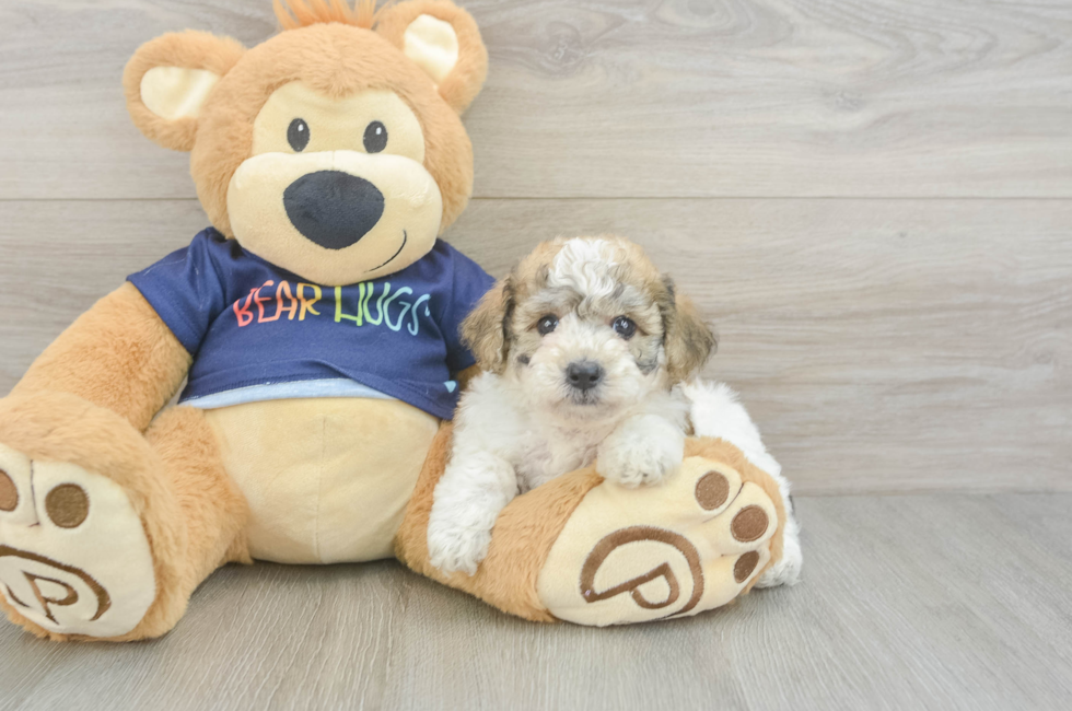 5 week old Poochon Puppy For Sale - Pilesgrove Pups