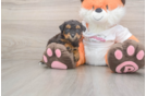 Friendly Poochon Baby