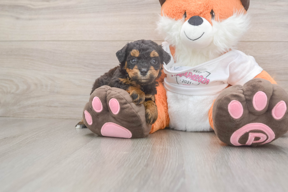 Friendly Poochon Baby