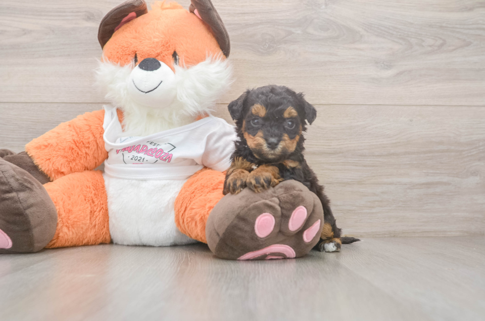 5 week old Poochon Puppy For Sale - Pilesgrove Pups