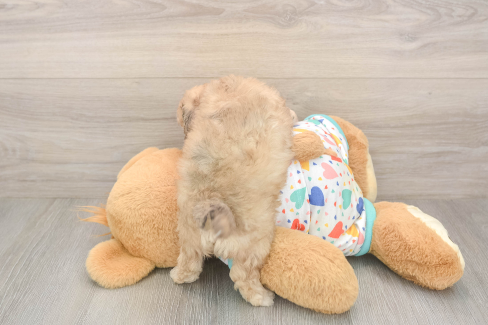 Playful Bichpoo Poodle Mix Puppy