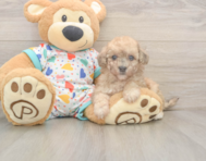 7 week old Poochon Puppy For Sale - Pilesgrove Pups
