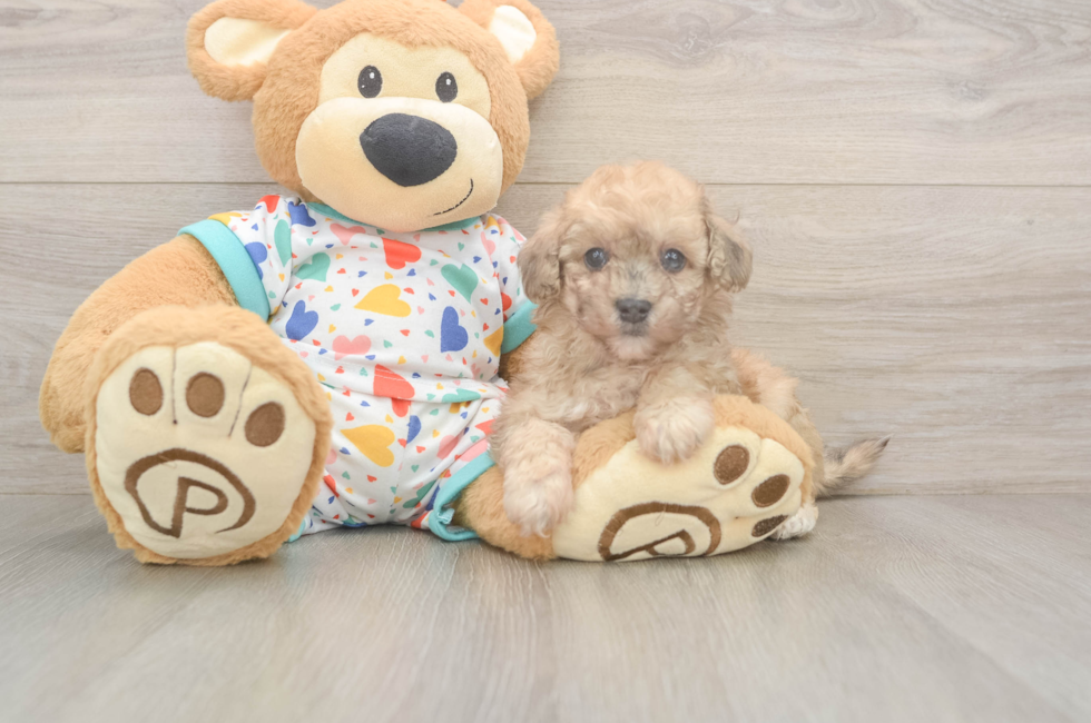 6 week old Poochon Puppy For Sale - Pilesgrove Pups