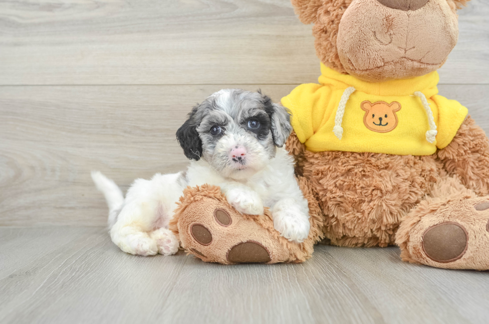 6 week old Poochon Puppy For Sale - Pilesgrove Pups