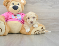 7 week old Poochon Puppy For Sale - Pilesgrove Pups