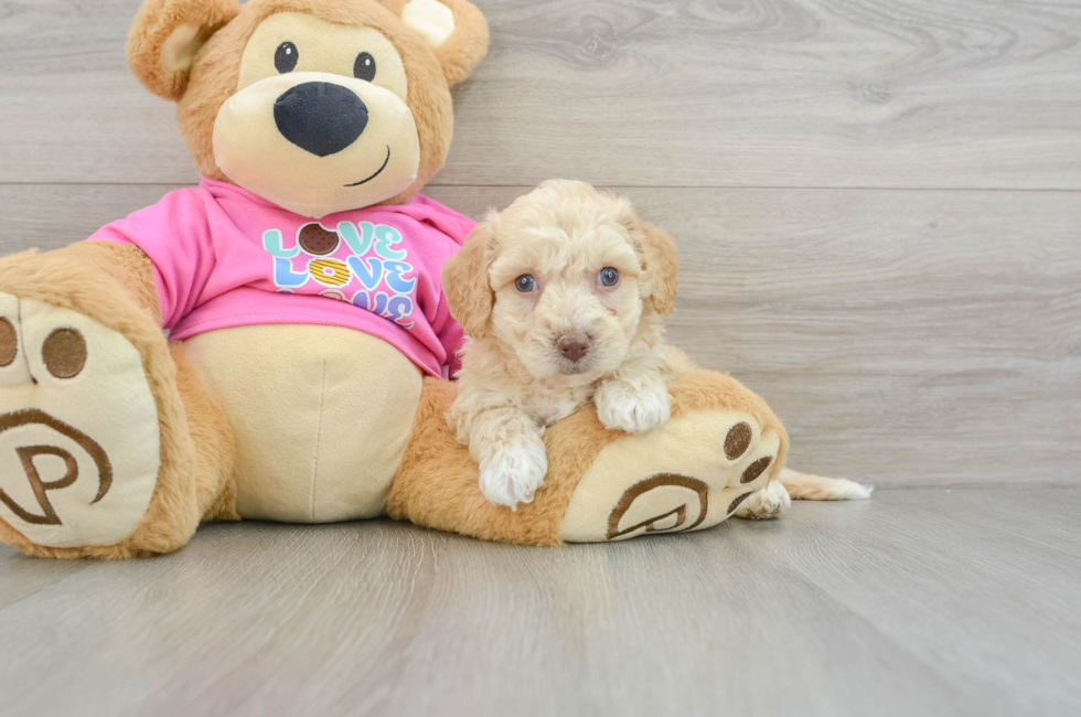 7 week old Poochon Puppy For Sale - Pilesgrove Pups