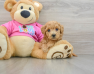 7 week old Poochon Puppy For Sale - Pilesgrove Pups