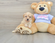 8 week old Poochon Puppy For Sale - Pilesgrove Pups