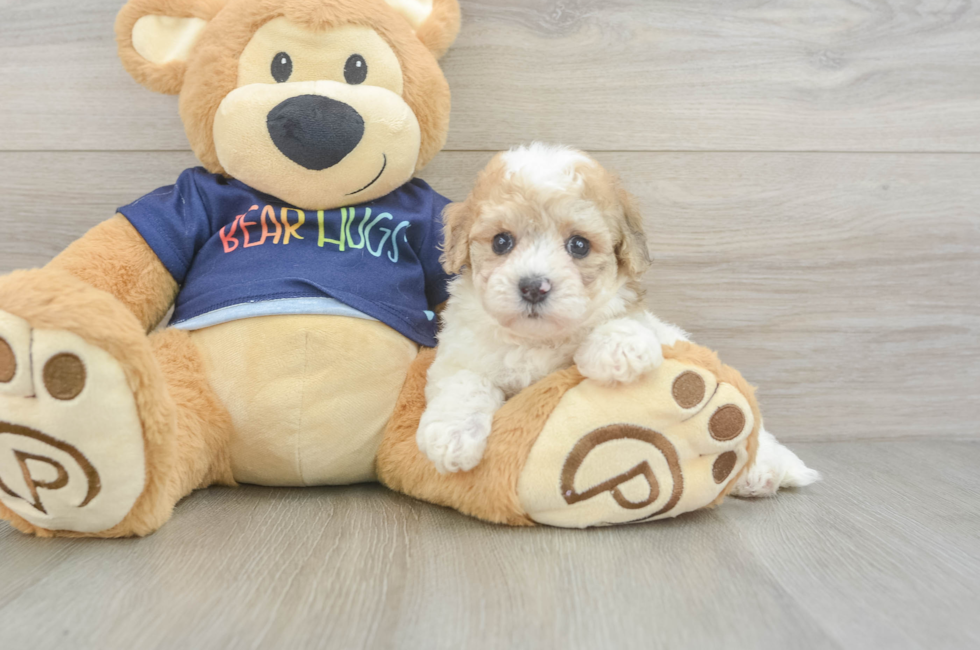 5 week old Poochon Puppy For Sale - Pilesgrove Pups