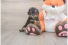 Smart Poochon Poodle Mix Pup