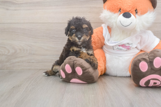 Smart Poochon Poodle Mix Pup