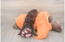 Popular Poochon Poodle Mix Pup