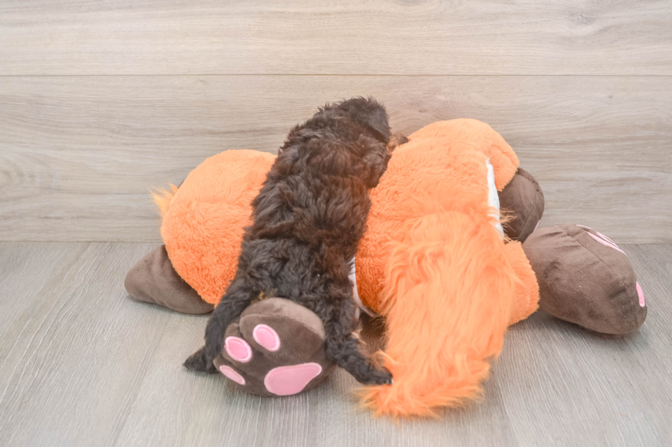 Popular Poochon Poodle Mix Pup