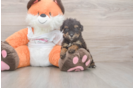 Energetic Bichpoo Poodle Mix Puppy