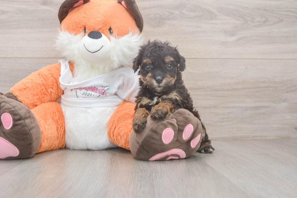 Energetic Bichpoo Poodle Mix Puppy