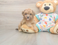 7 week old Poochon Puppy For Sale - Pilesgrove Pups