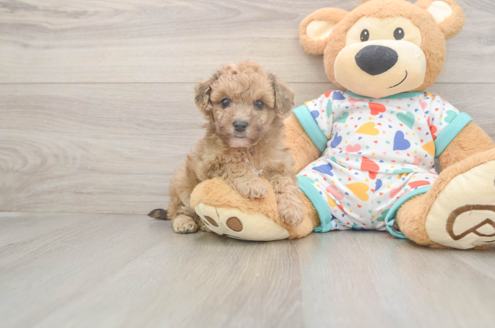6 week old Poochon Puppy For Sale - Pilesgrove Pups
