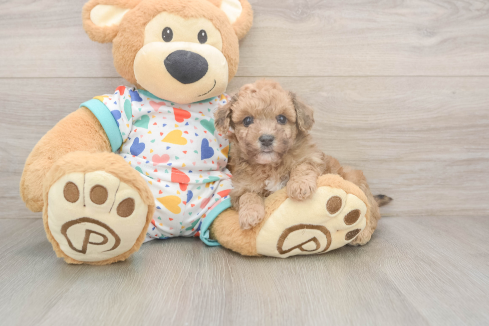 Fluffy Poochon Poodle Mix Pup