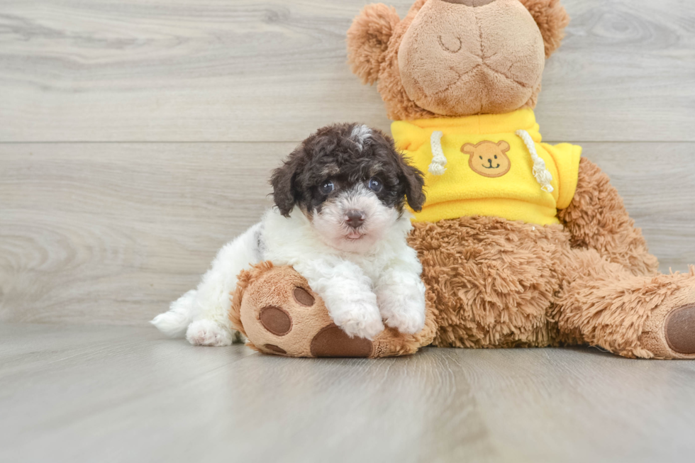 Poochon Puppy for Adoption