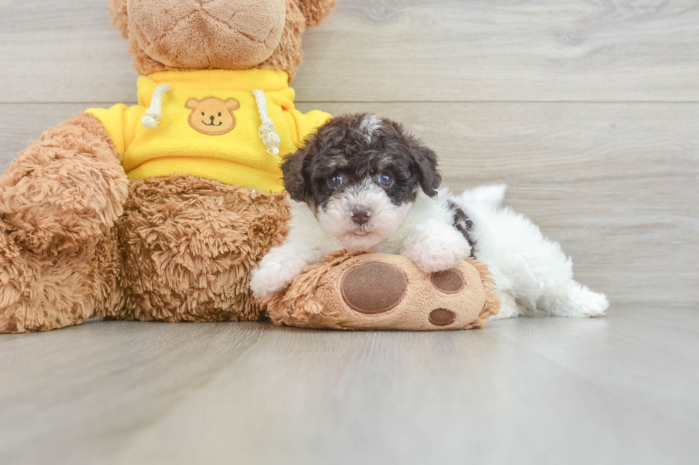 Hypoallergenic Bichpoo Poodle Mix Puppy