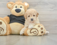 8 week old Poochon Puppy For Sale - Pilesgrove Pups