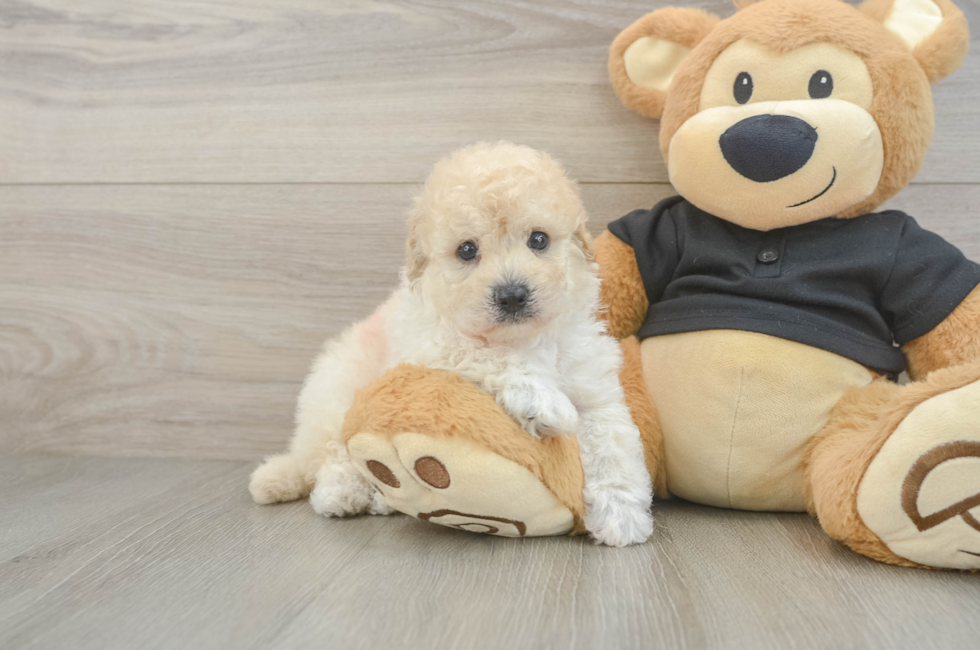 5 week old Poochon Puppy For Sale - Pilesgrove Pups