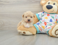 6 week old Poochon Puppy For Sale - Pilesgrove Pups