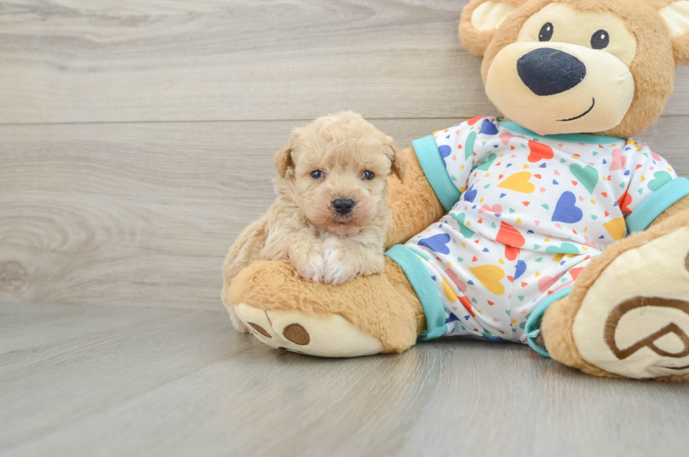 5 week old Poochon Puppy For Sale - Pilesgrove Pups