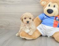 6 week old Poochon Puppy For Sale - Pilesgrove Pups