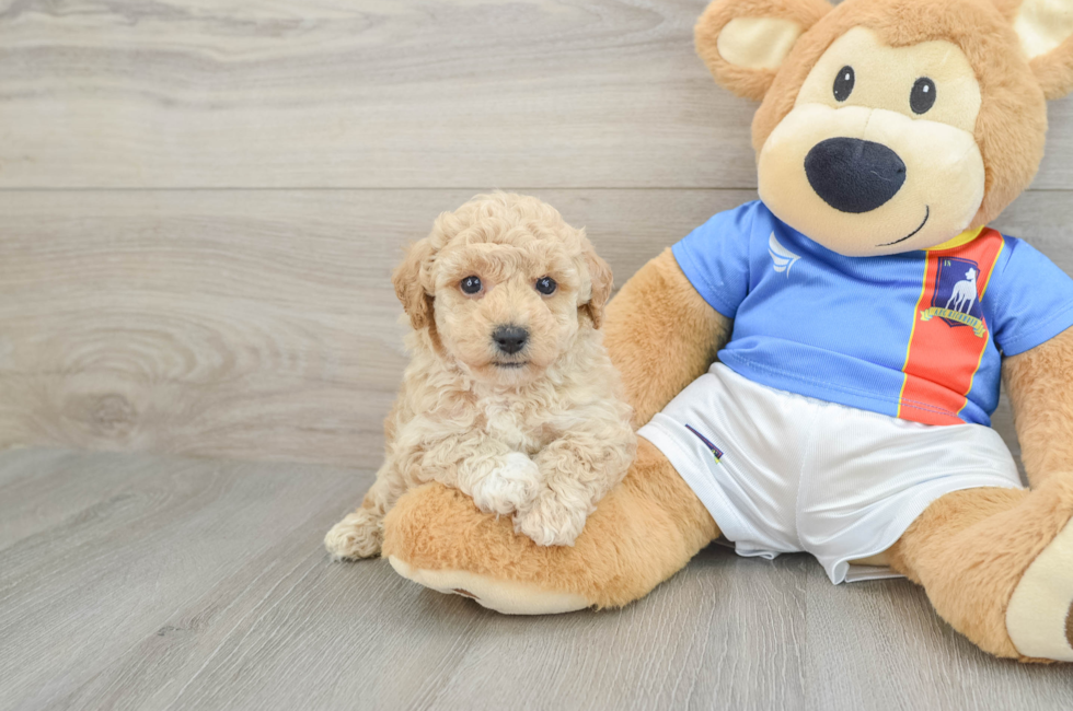 6 week old Poochon Puppy For Sale - Pilesgrove Pups