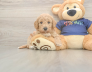 6 week old Poochon Puppy For Sale - Pilesgrove Pups