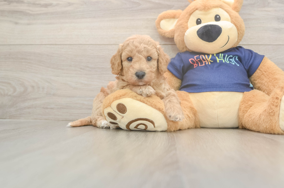 5 week old Poochon Puppy For Sale - Pilesgrove Pups