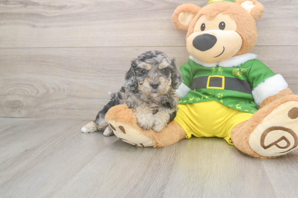 Poochon Pup Being Cute