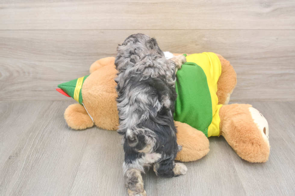 Adorable Bichpoo Poodle Mix Puppy