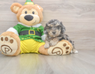 5 week old Poochon Puppy For Sale - Pilesgrove Pups