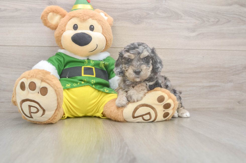 5 week old Poochon Puppy For Sale - Pilesgrove Pups