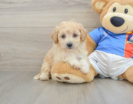 6 week old Poochon Puppy For Sale - Pilesgrove Pups