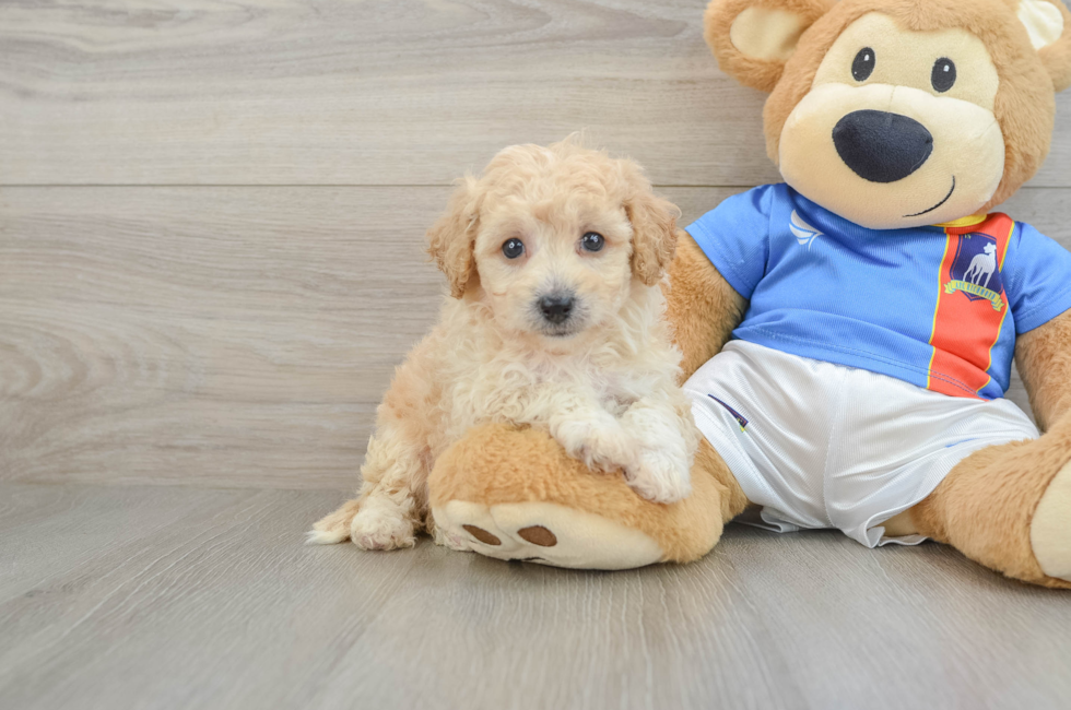 6 week old Poochon Puppy For Sale - Pilesgrove Pups