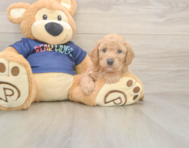 8 week old Poochon Puppy For Sale - Pilesgrove Pups