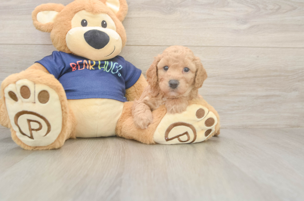 5 week old Poochon Puppy For Sale - Pilesgrove Pups