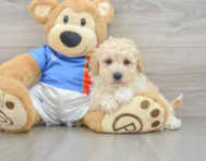 6 week old Poochon Puppy For Sale - Pilesgrove Pups
