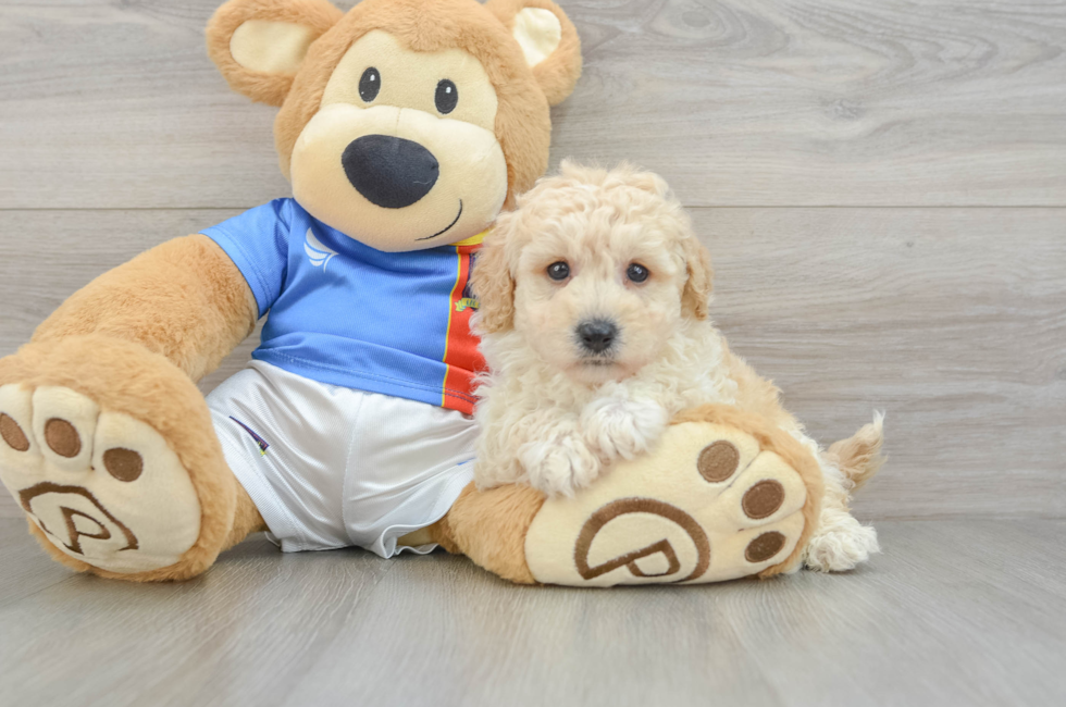 6 week old Poochon Puppy For Sale - Pilesgrove Pups