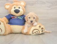 6 week old Poochon Puppy For Sale - Pilesgrove Pups