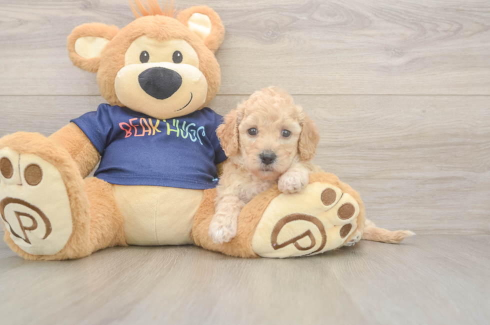 5 week old Poochon Puppy For Sale - Pilesgrove Pups