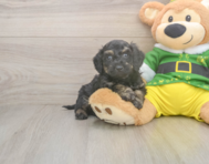 5 week old Poochon Puppy For Sale - Pilesgrove Pups