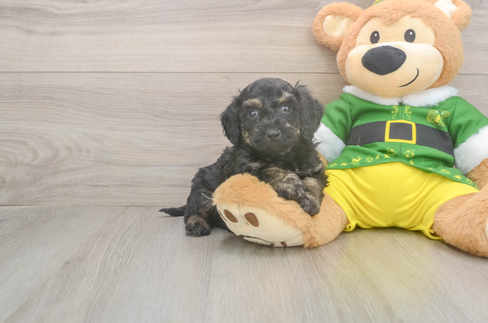 5 week old Poochon Puppy For Sale - Pilesgrove Pups