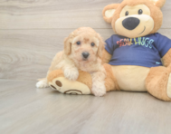 6 week old Poochon Puppy For Sale - Pilesgrove Pups