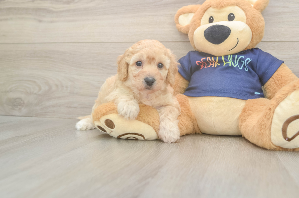5 week old Poochon Puppy For Sale - Pilesgrove Pups